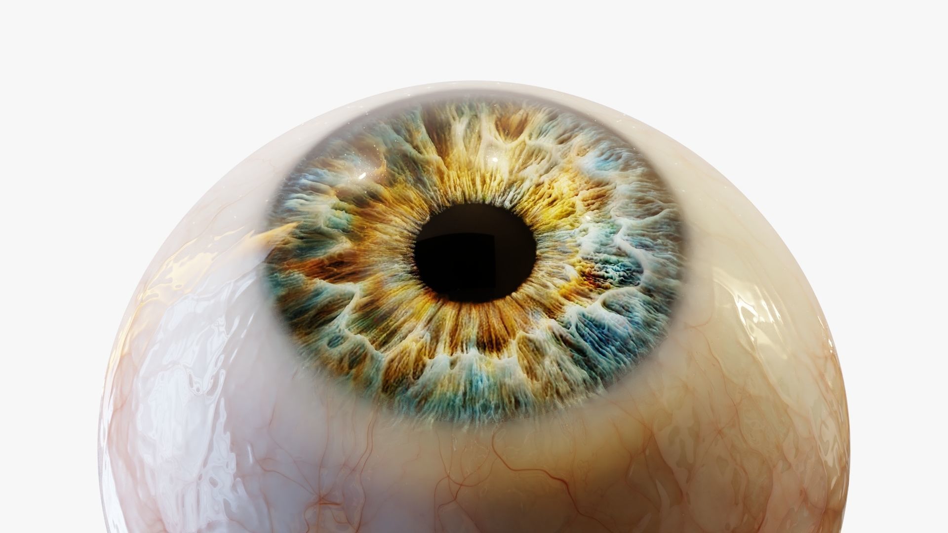 Human eye Photorealistic  Low-poly 3D model_2