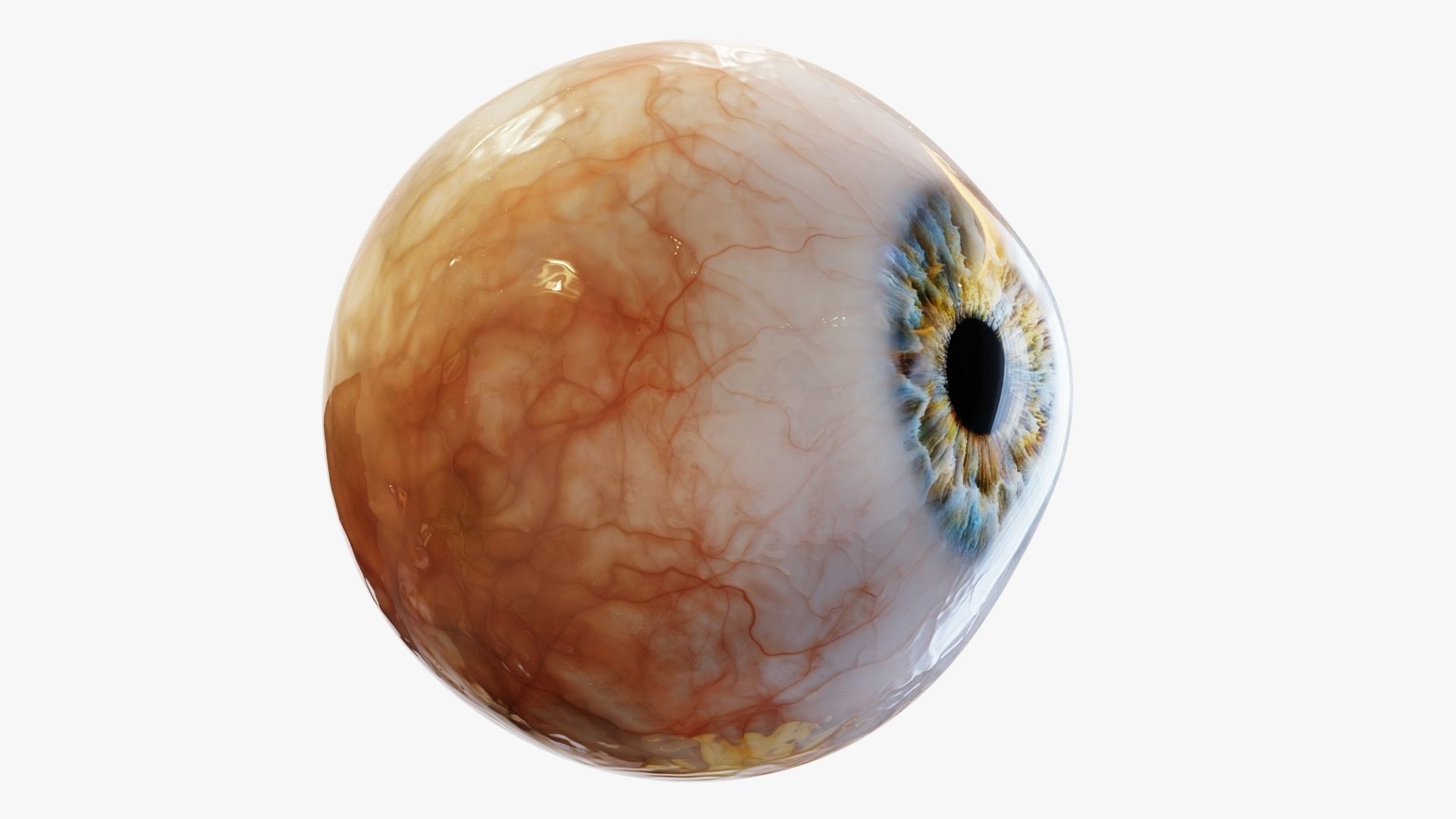 Human eye Photorealistic  Low-poly 3D model_6