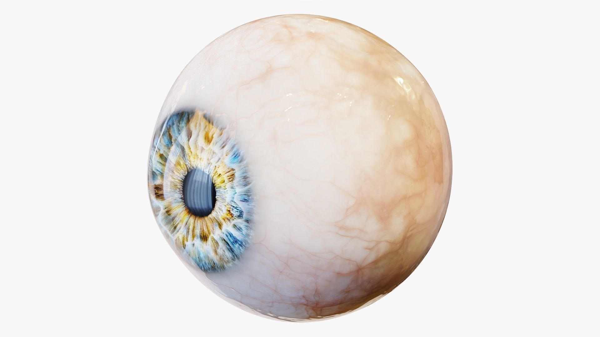 Human eye Photorealistic  Low-poly 3D model_8