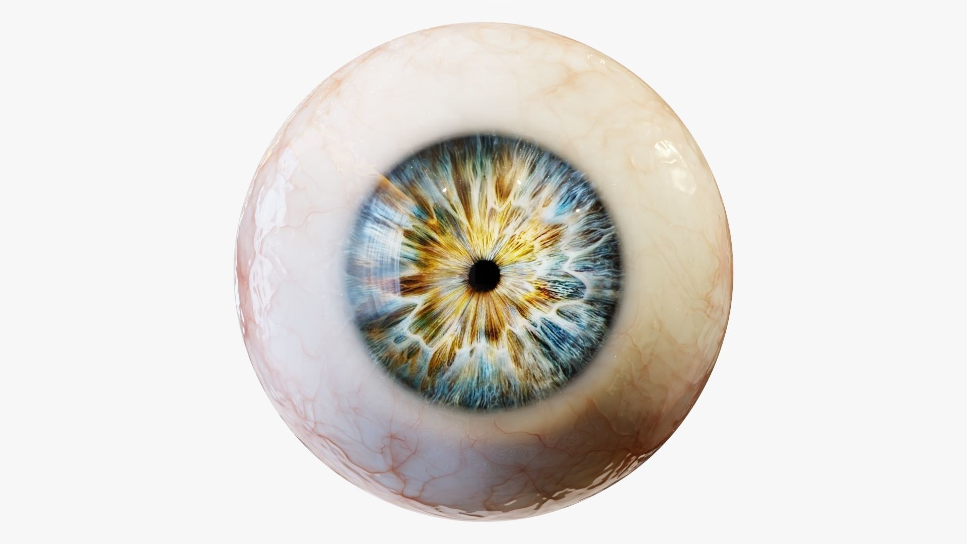Human eye Photorealistic  Low-poly 3D model_9