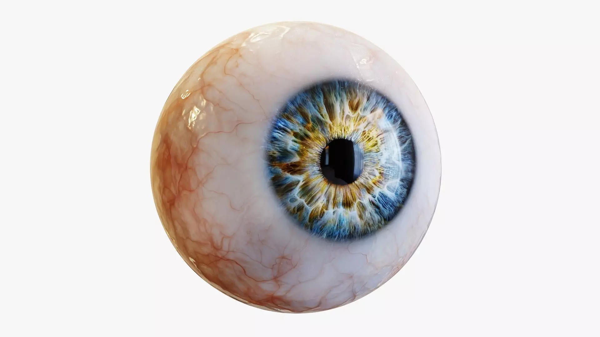 Human eye Photorealistic  Low-poly 3D model_0