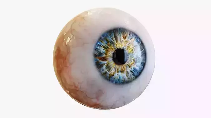 Human eye Photorealistic  Low-poly 3D model