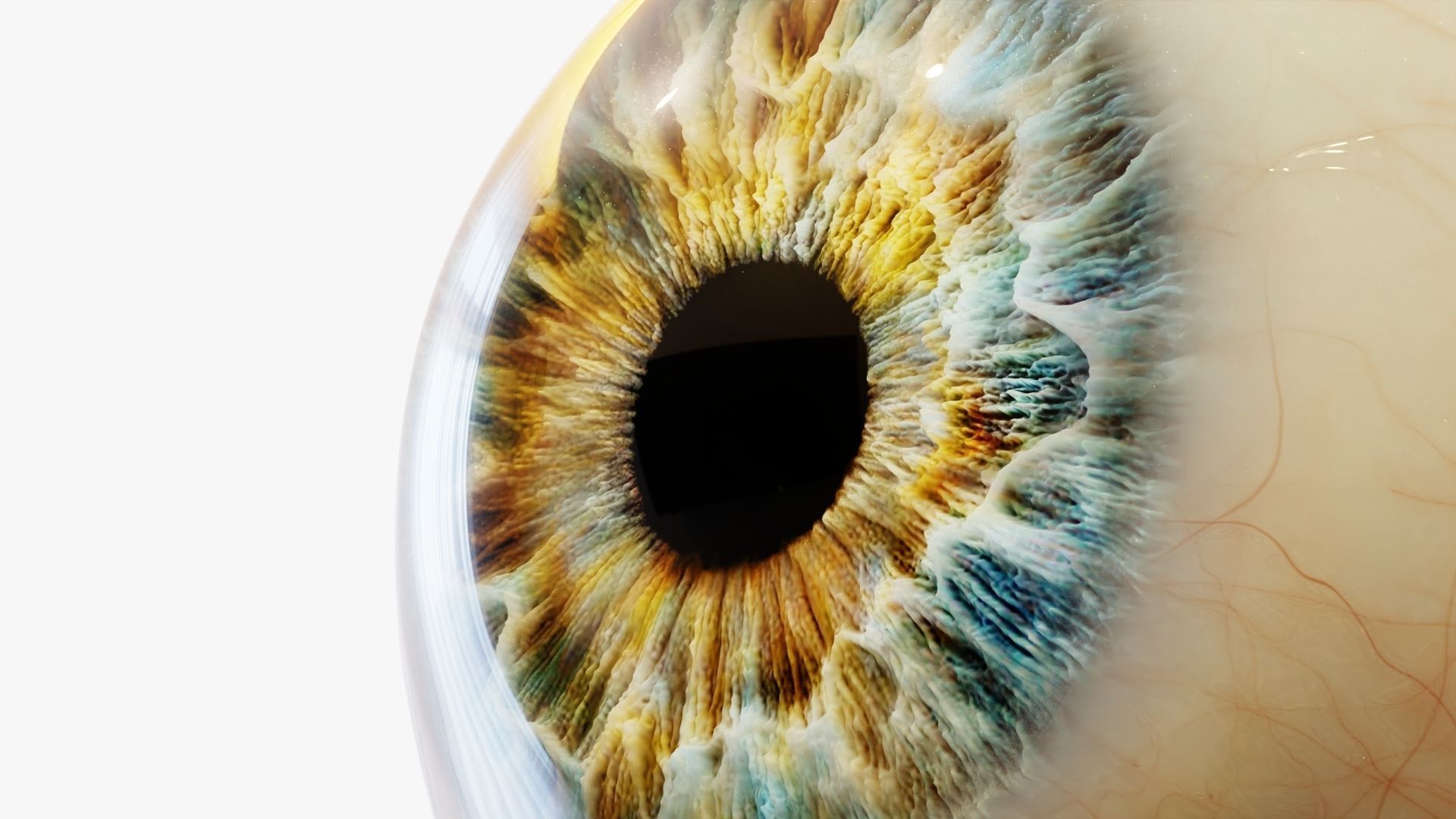 Human eye Photorealistic  Low-poly 3D model_5