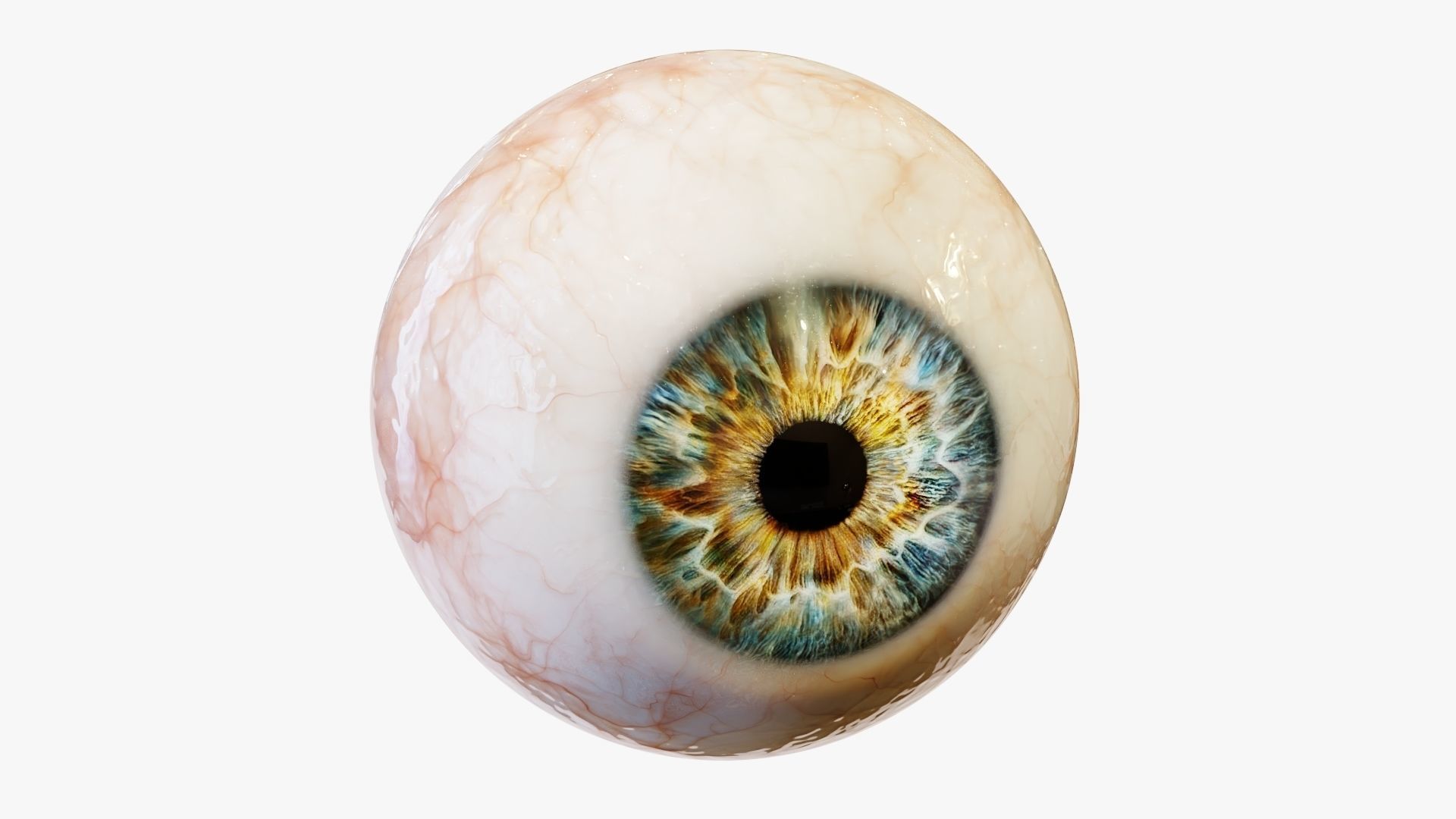 Human eye Photorealistic  Low-poly 3D model_4