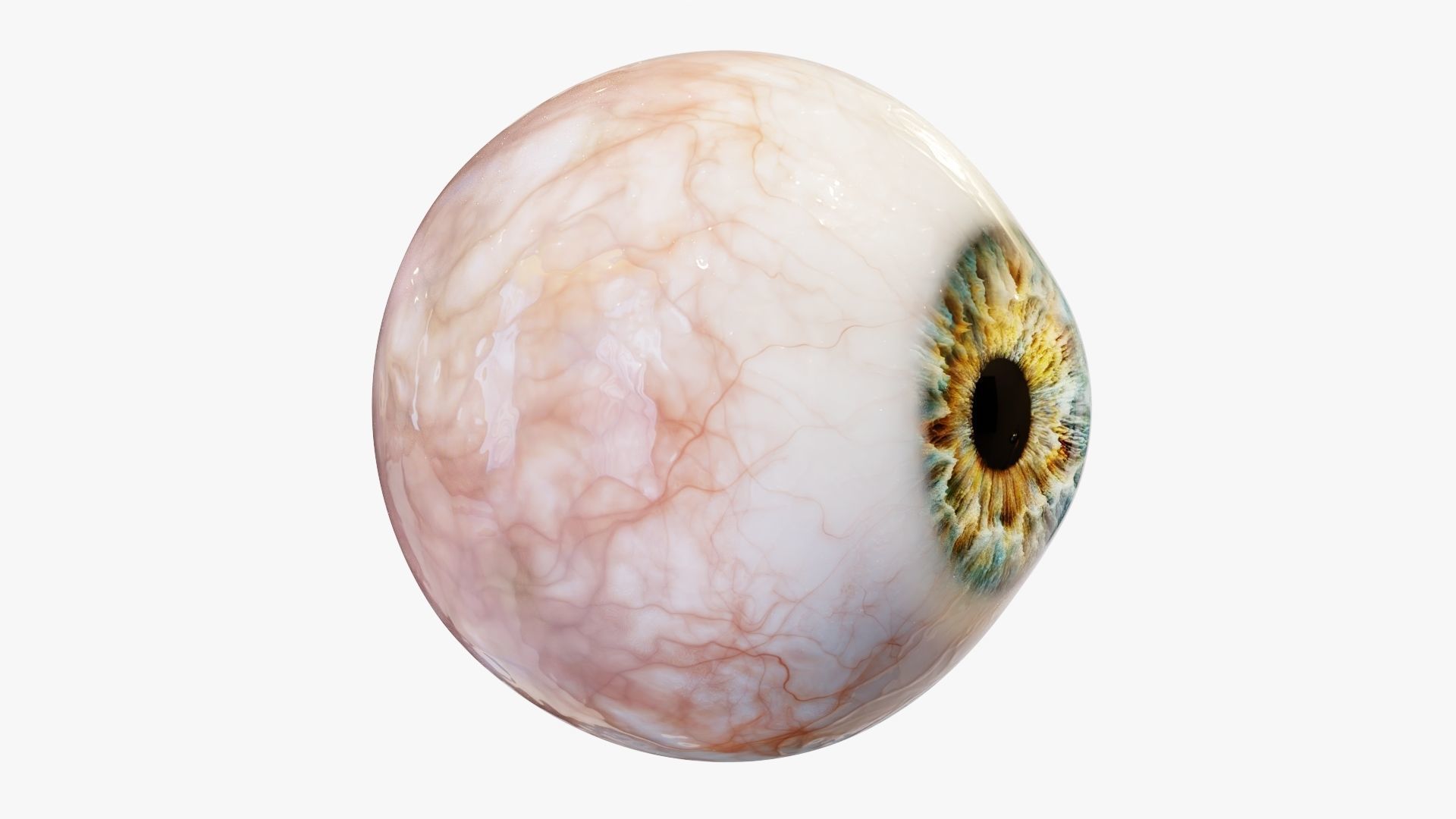Human eye Photorealistic  Low-poly 3D model_1