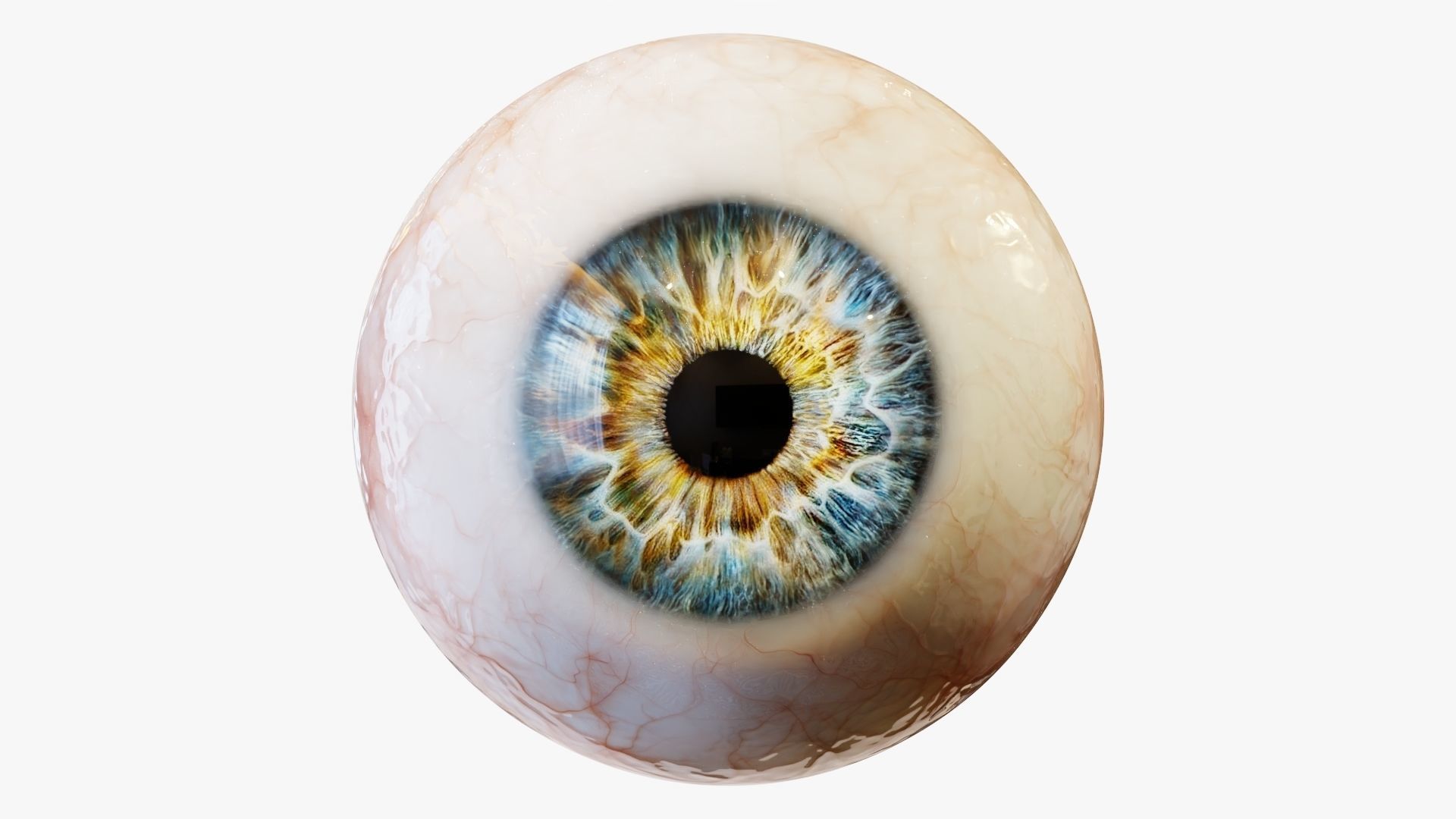Human eye Photorealistic  Low-poly 3D model_10
