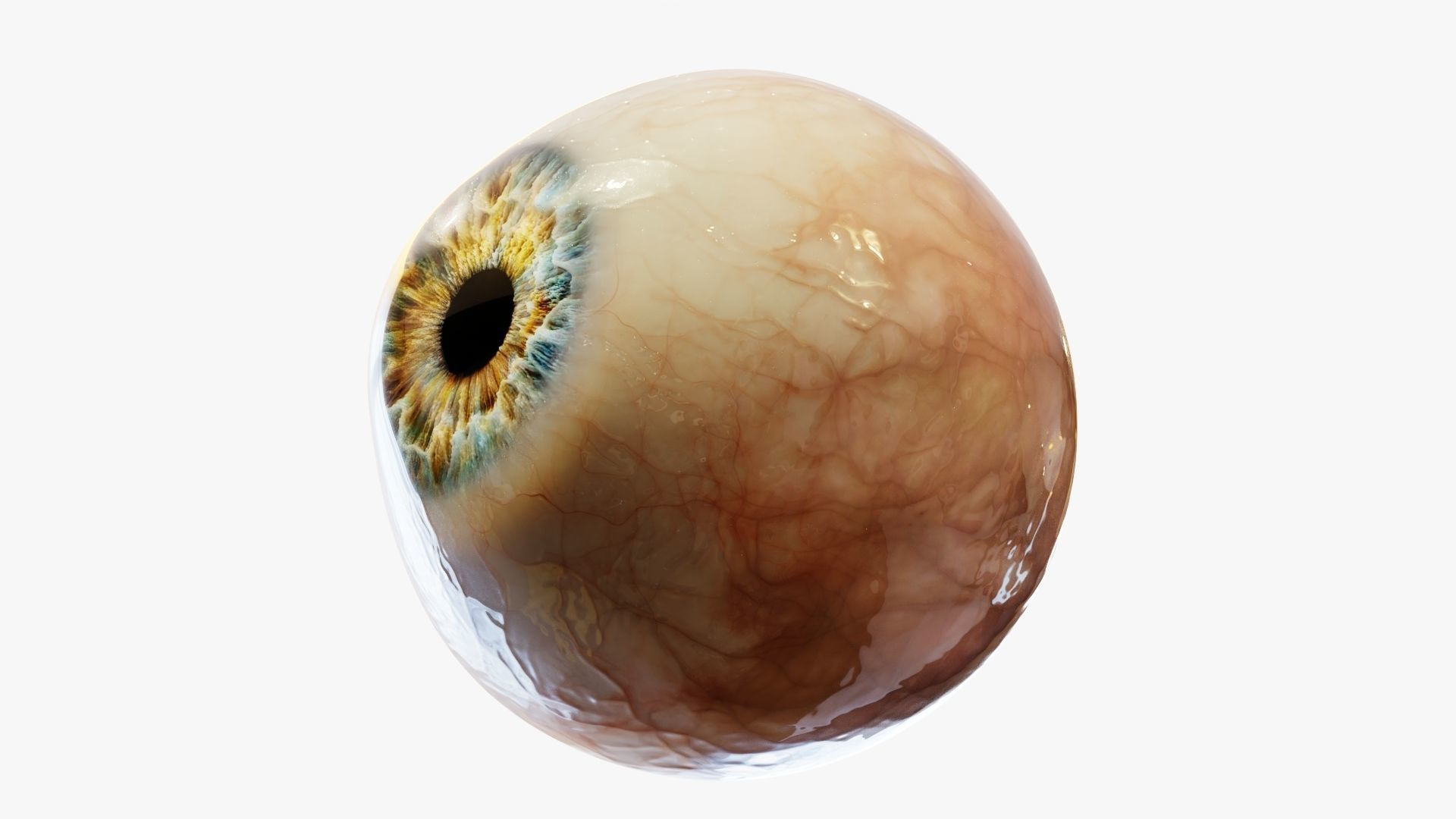 Human eye Photorealistic  Low-poly 3D model_3