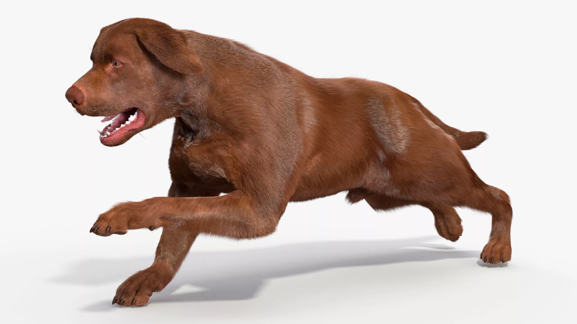 Running Brown Retriever Dog Fur Animated Rigged for Maya 3D model