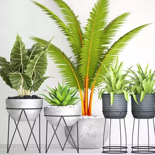 Plants collection pot