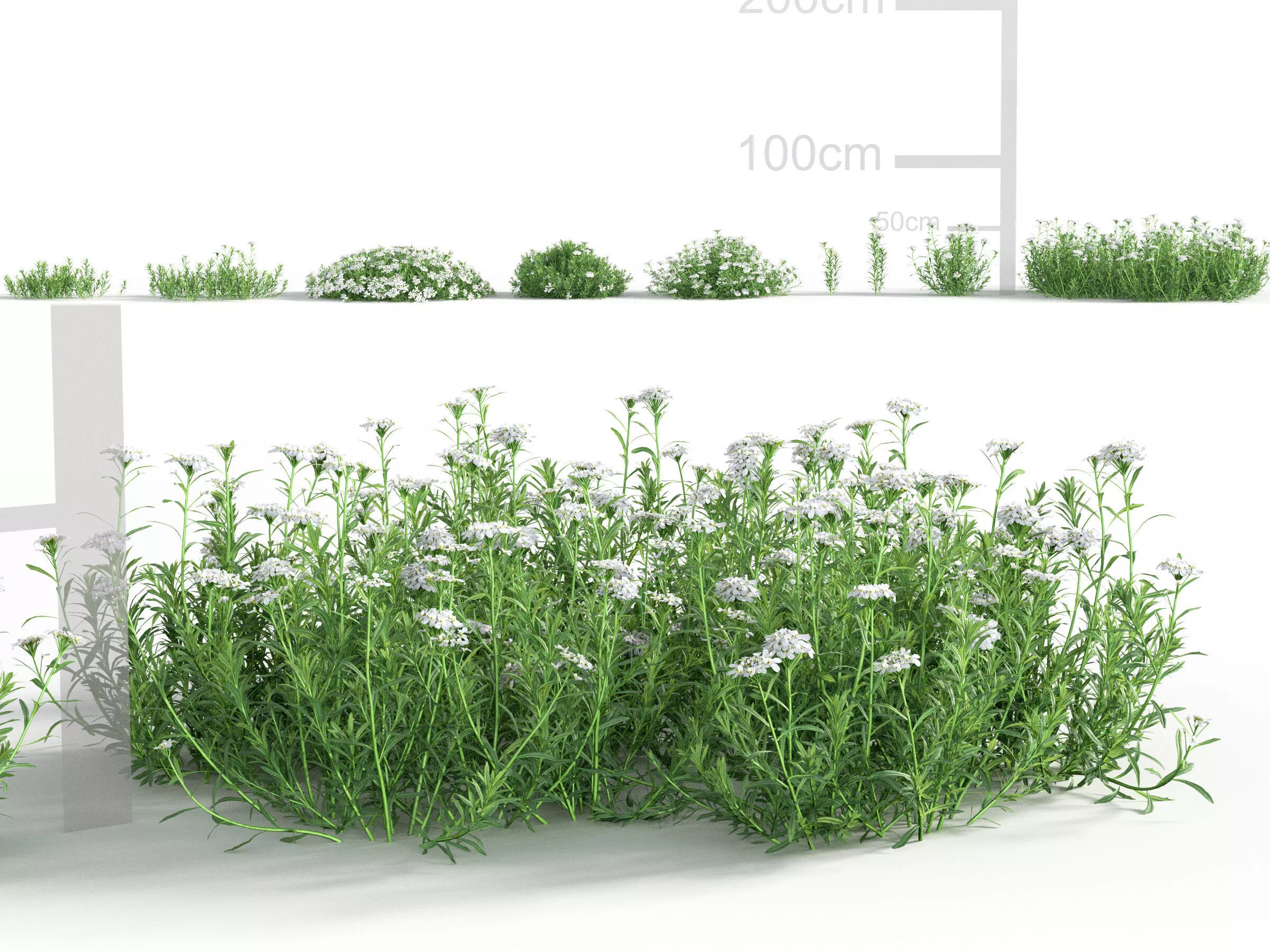 Iberis sempervirens - Evergreen candytuft 3D model