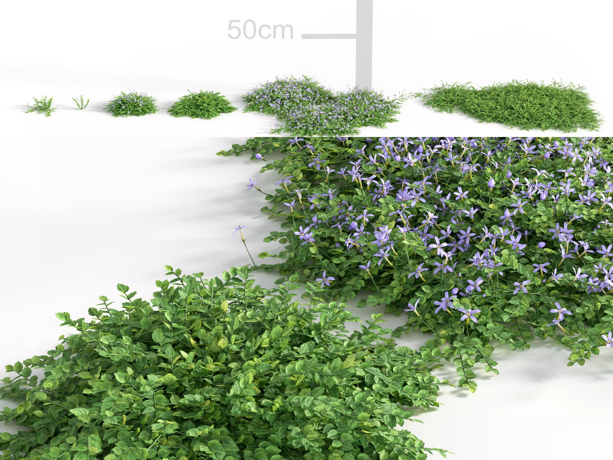 Isotoma fluviatilis - Blue Star Creeper 3D model