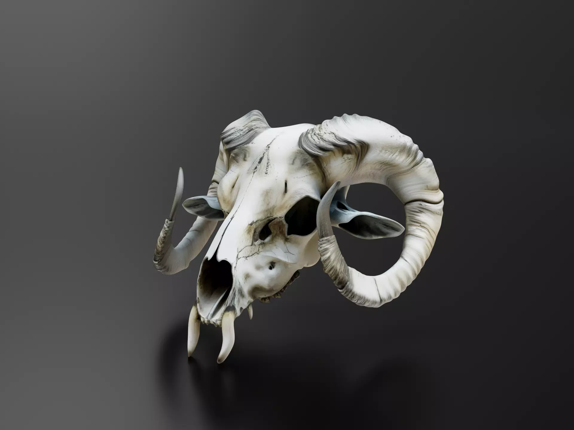 Ram skull 3D print model