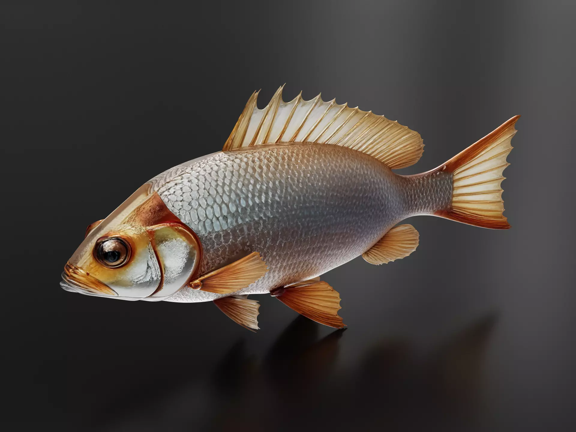 Red Tilapia Fish 3D print model