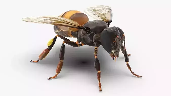 Honey Bee Insect Rigged for Cinema 4D 3D model 4