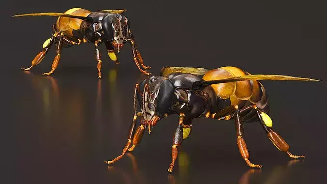 Honey Bee Insect Rigged for Cinema 4D 3D model 7