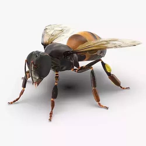 Honey Bee Insect Rigged for Cinema 4D 3D model 3
