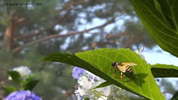 Honey Bee Insect Rigged for Cinema 4D 3D model 5