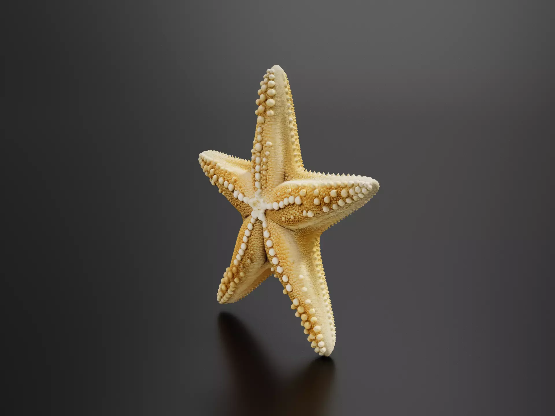 Starfish 3D print model
