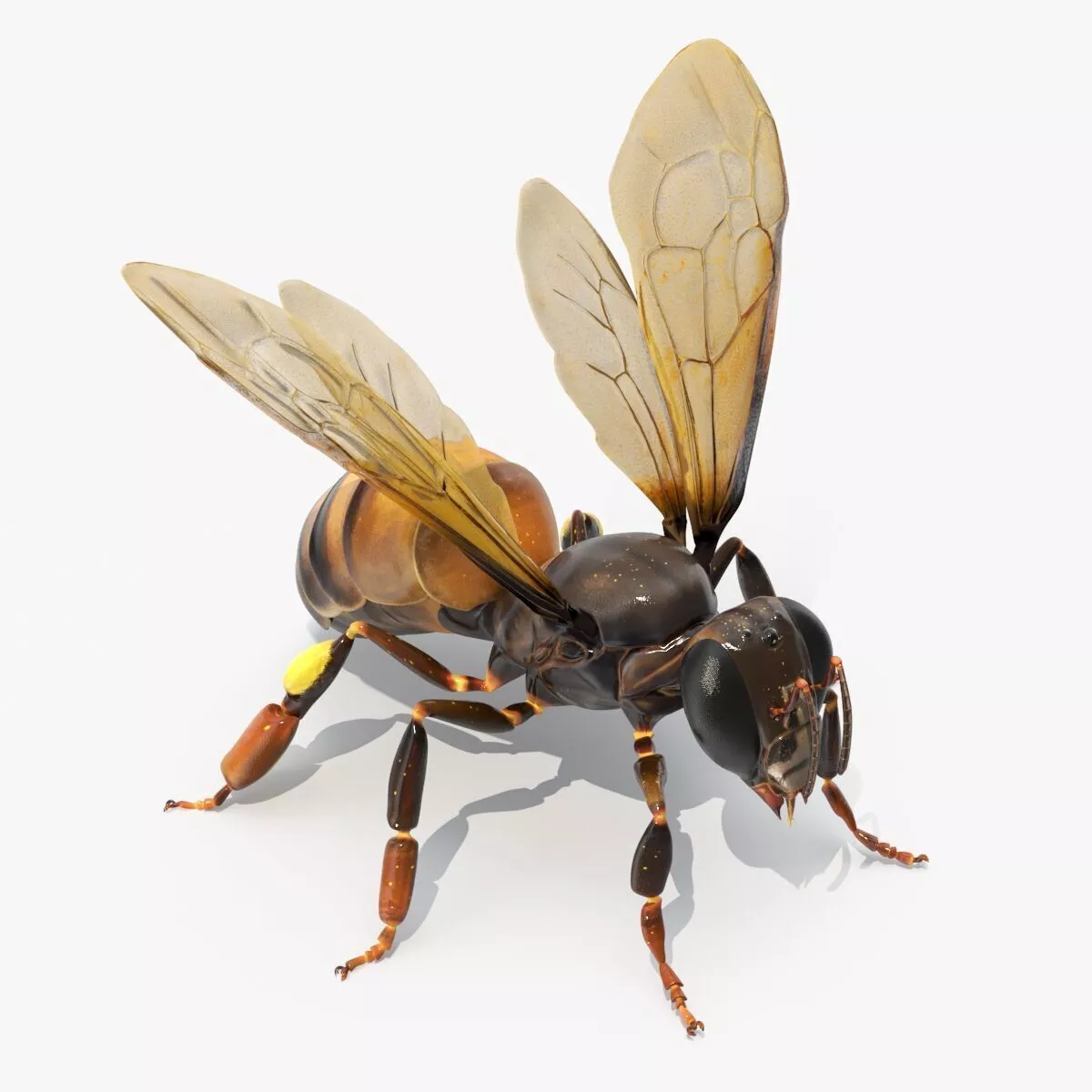 Honey Bee Insect Rigged for Maya 3D model