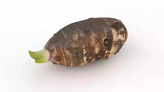 Taro corm Low-poly 3D model