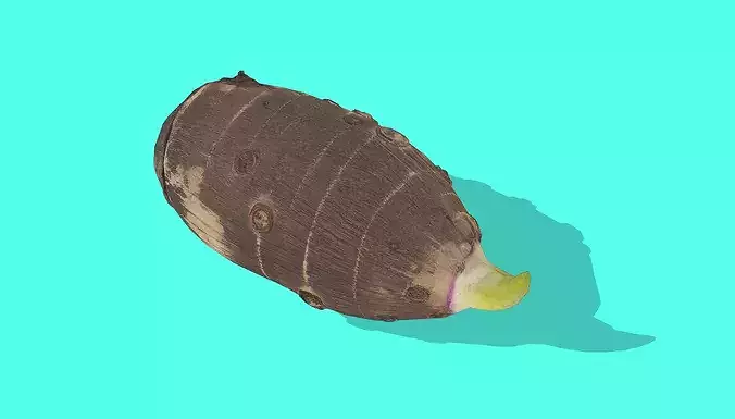 Taro corm Low-poly 3D model 5