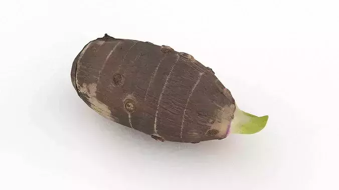 Taro corm Low-poly 3D model 2