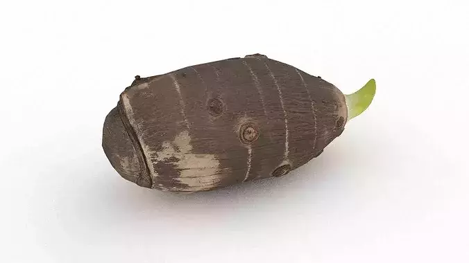 Taro corm Low-poly 3D model 4