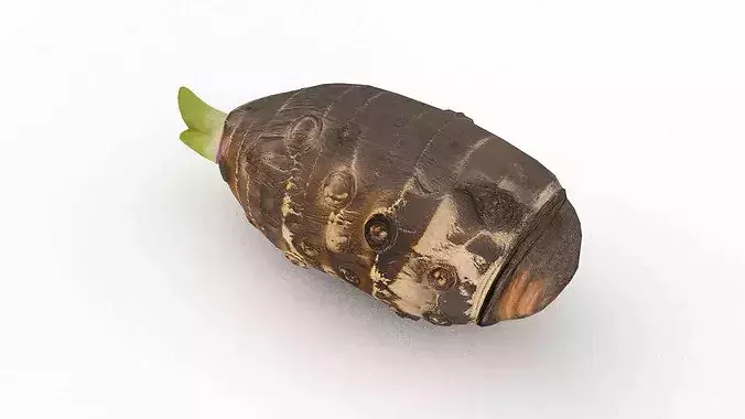 Taro corm Low-poly 3D model 3