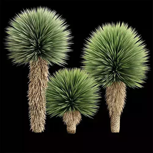 Yucca Rostrata Plants 431