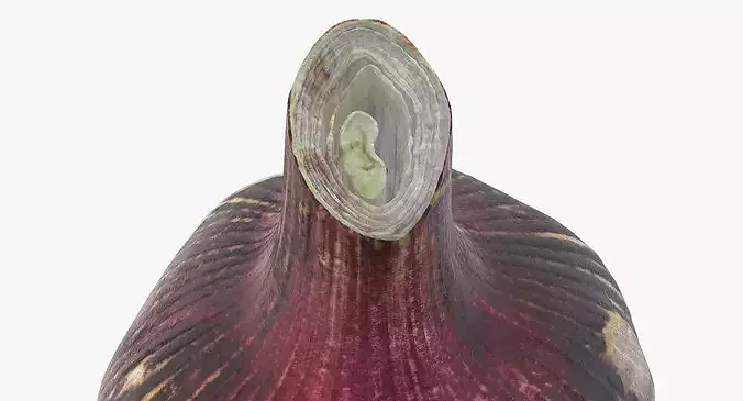 Purple Garlic Bulb 3D model 7