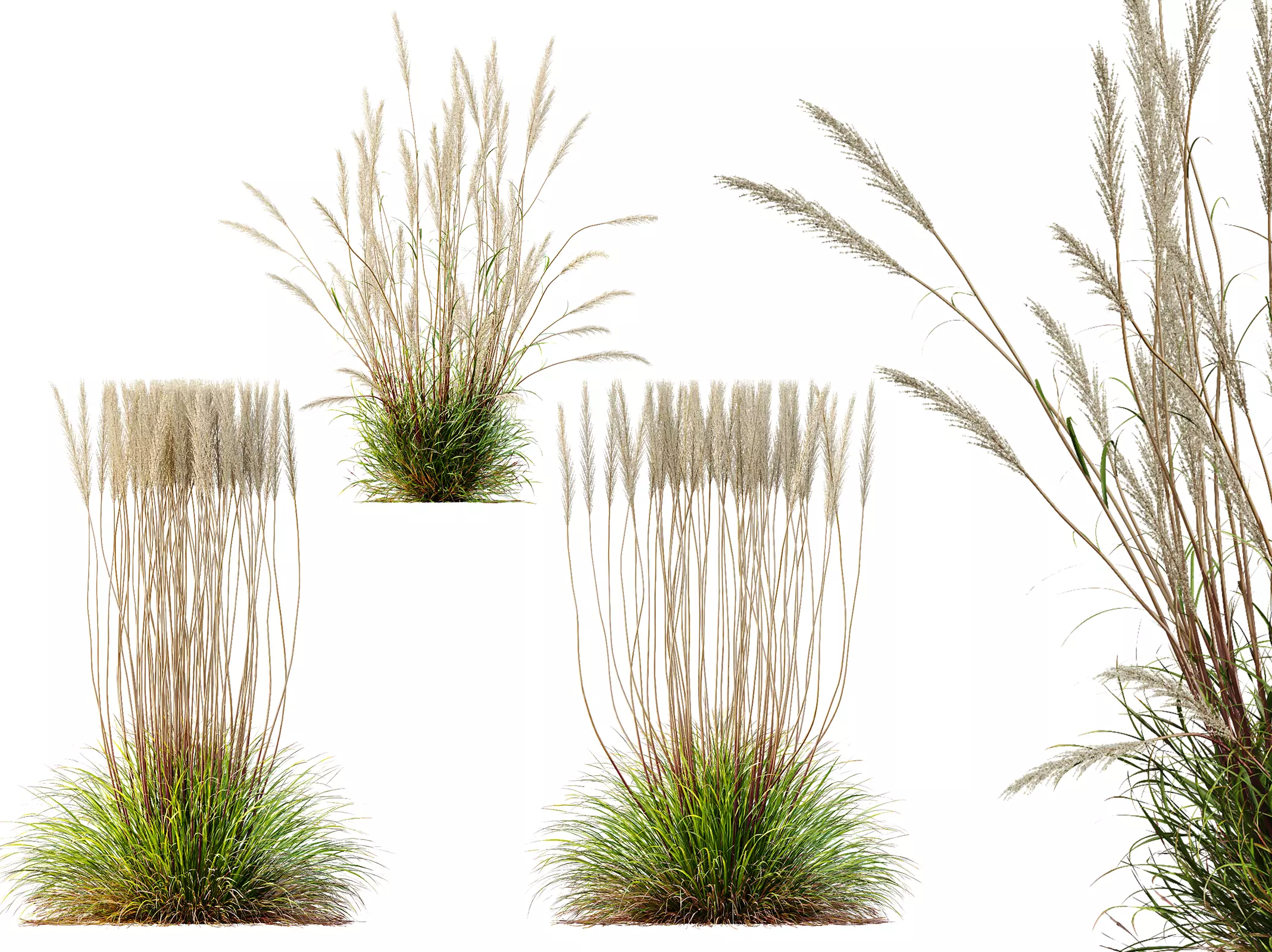 AV Calamagrostis Acutiflora Karl Foerster 3D model