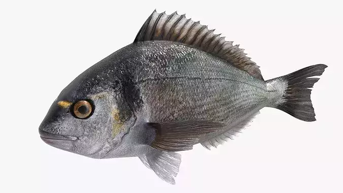 Fishing Rod with Caught Dorado 3D model 6