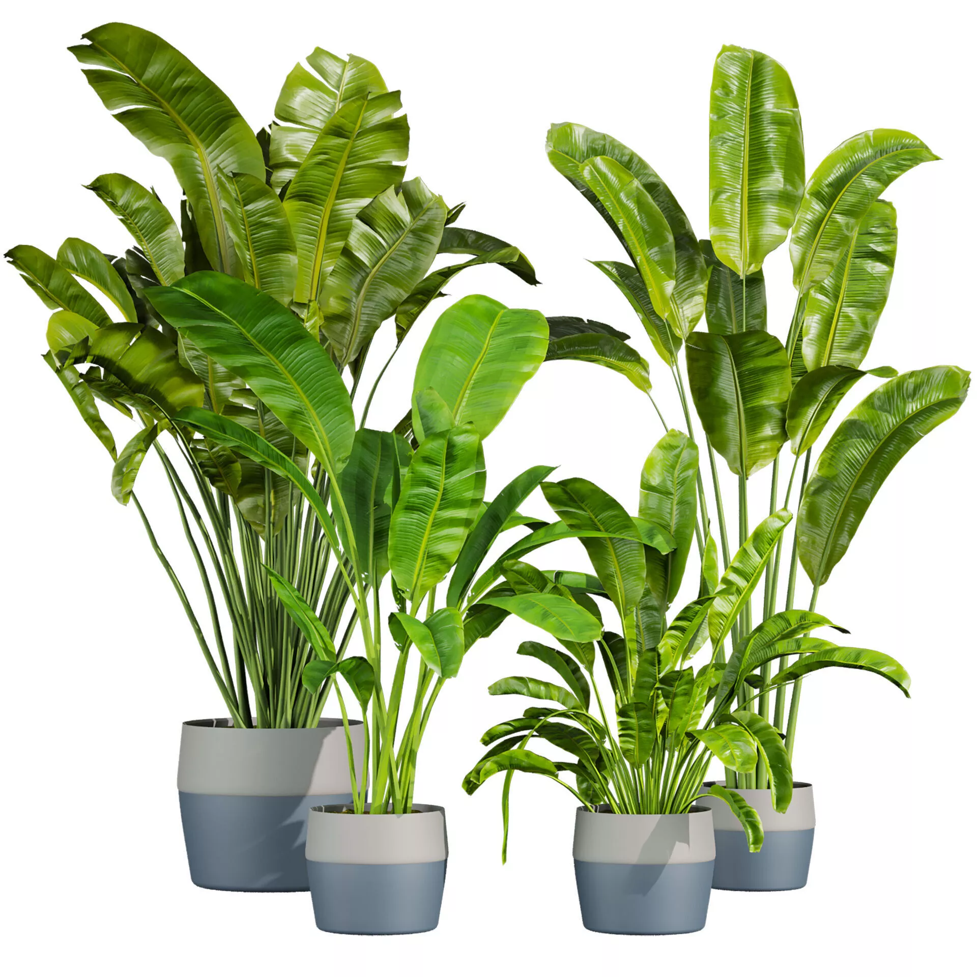 plant vol 891 - indoor - leaf - Banana 3D model