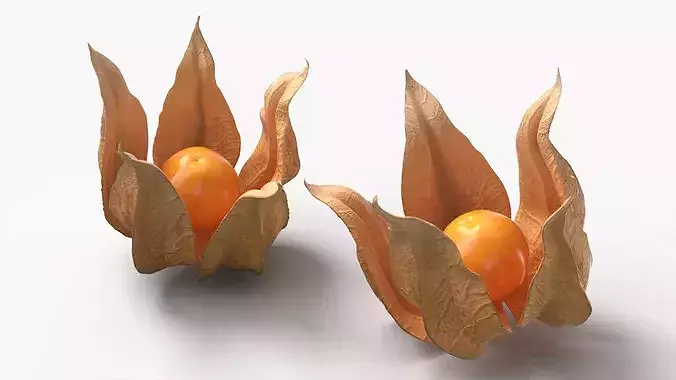 Physalis Fruit Open Husk Fur 3D model