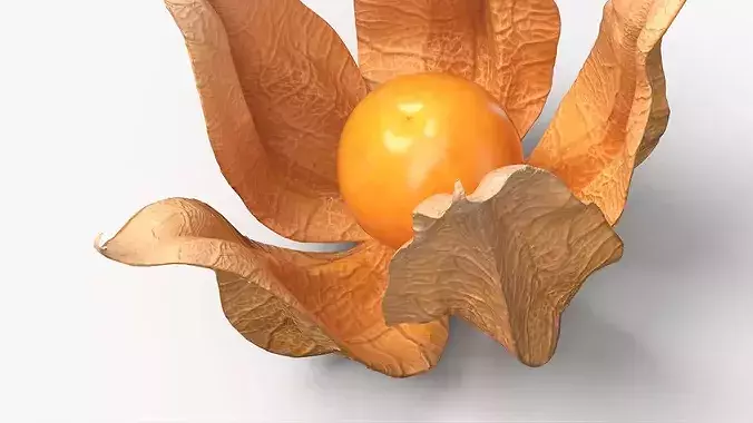 Physalis Fruit Open Husk Fur 3D model 4