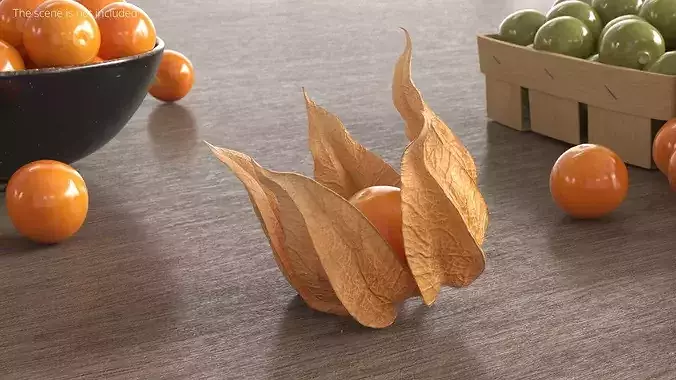 Physalis Fruit Open Husk Fur 3D model 3