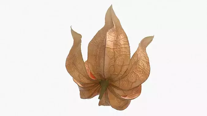Physalis Fruit Open Husk Fur 3D model 5