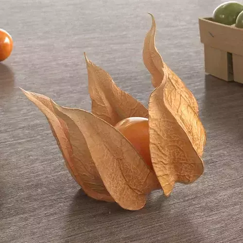 Physalis Fruit Open Husk Fur 3D model 2