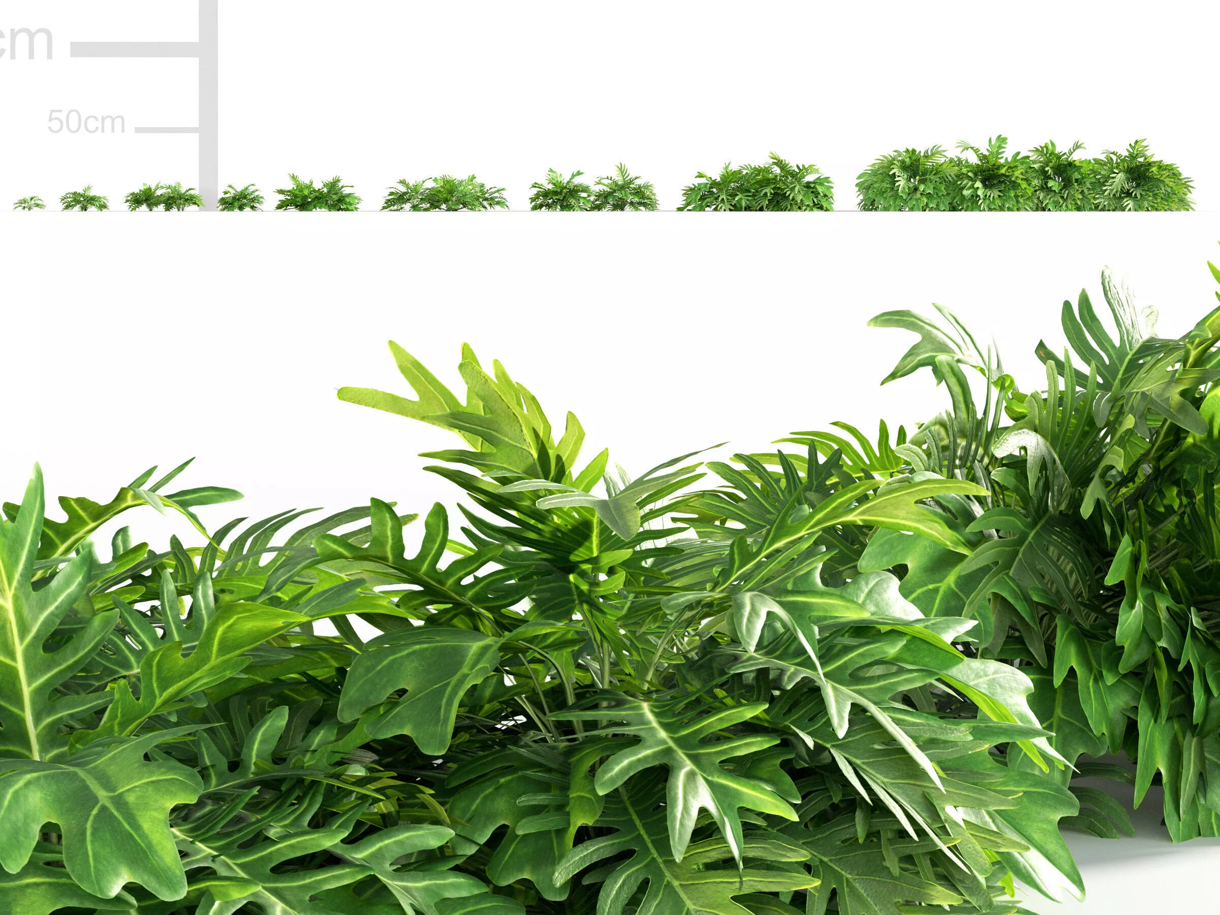 Philodendron xanadu 3D model