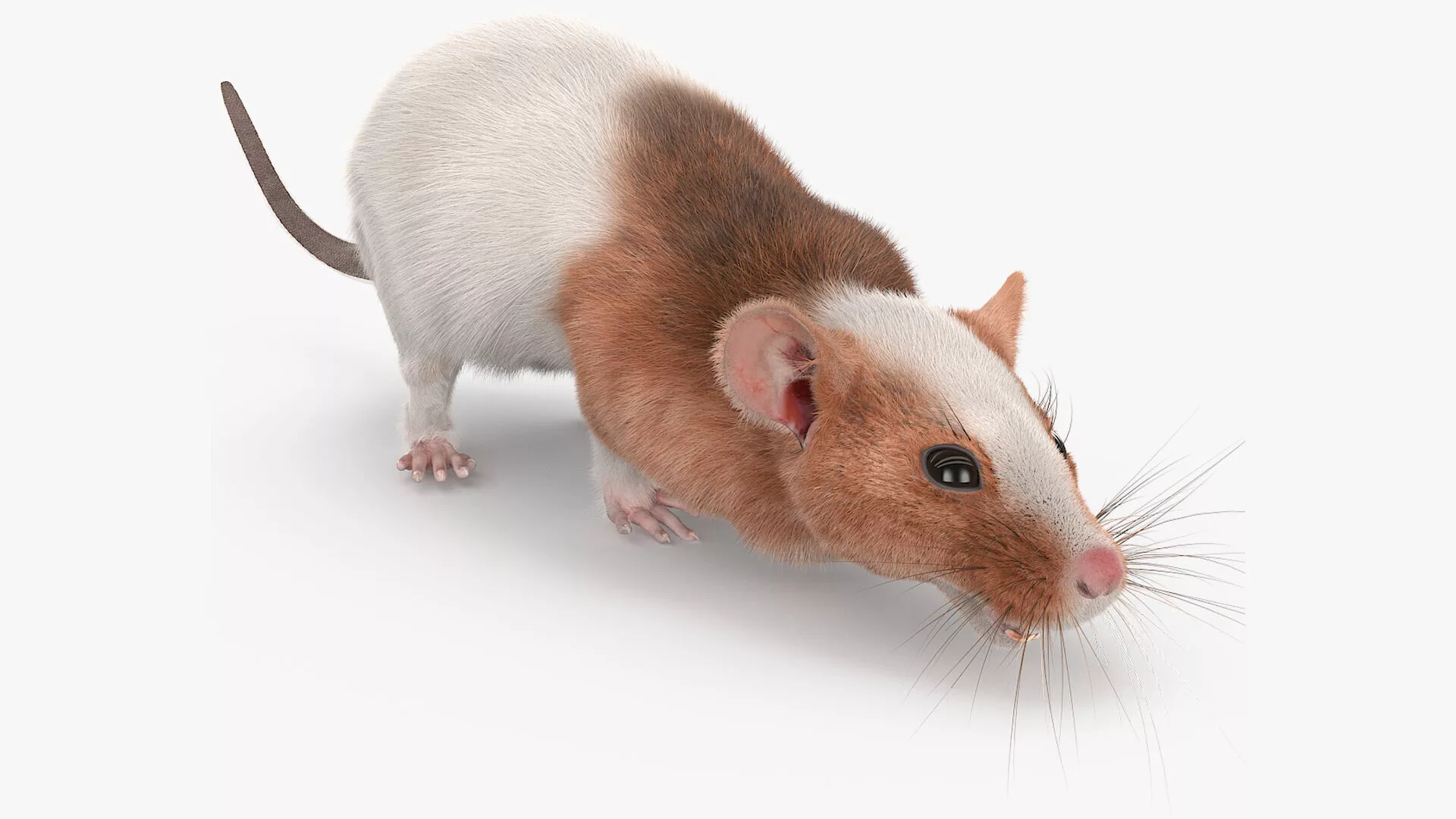 Running Rat Fur Animated Rigged 3D model