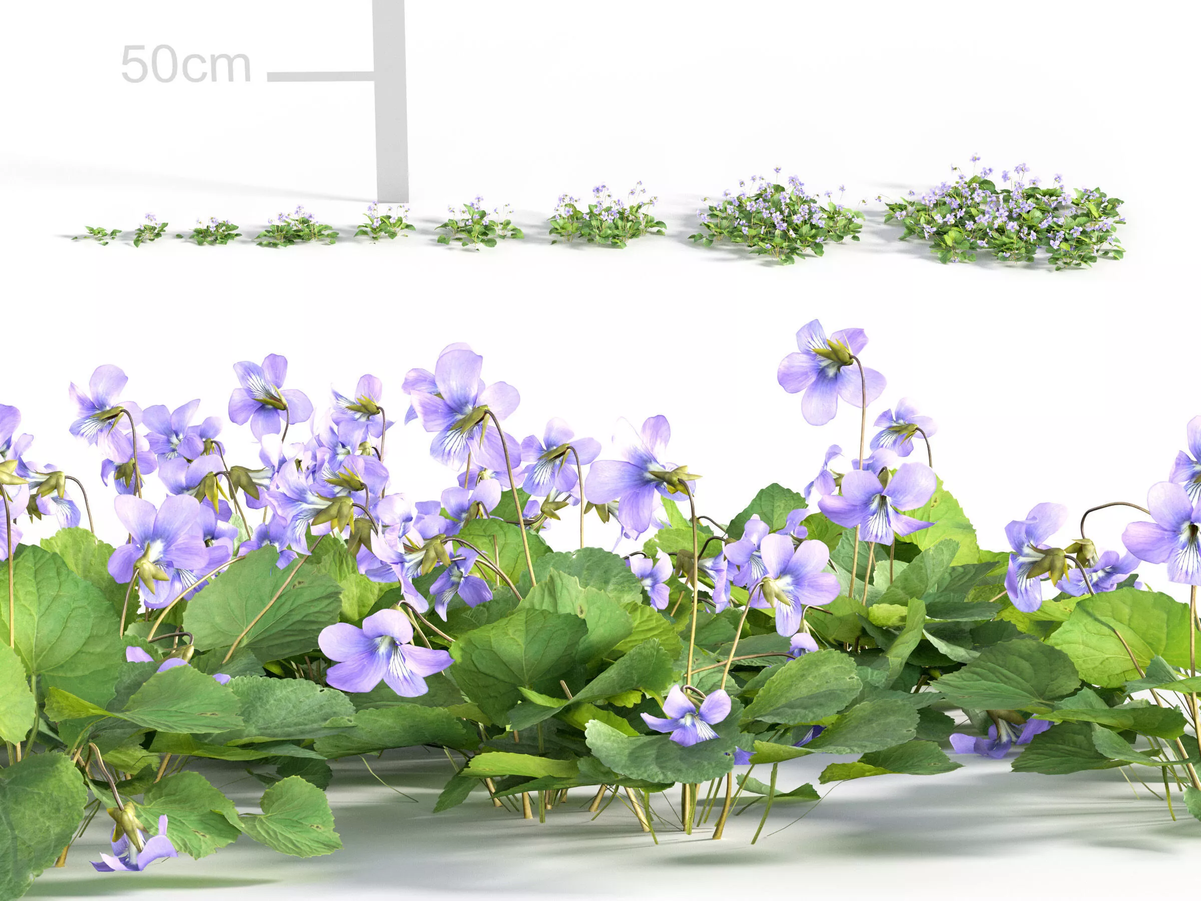 Viola sororia - Common Blue Violet 3D model