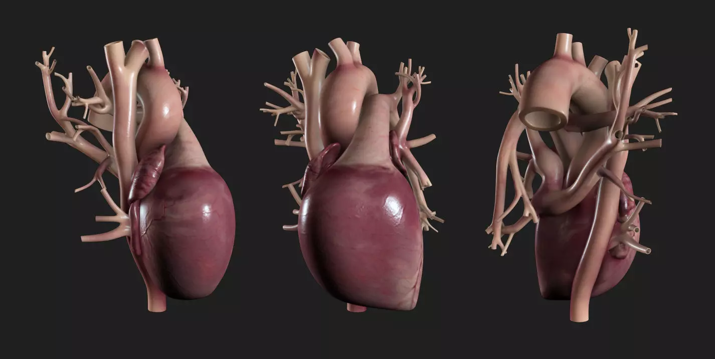Human Heart Low-poly 3D model_0