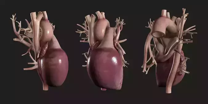 Human Heart