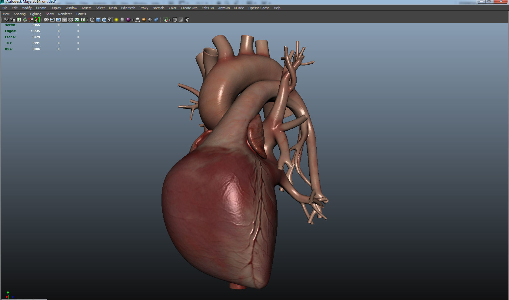Human Heart Low-poly 3D model_1