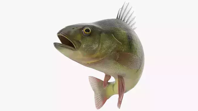 Yellow Perch Fish Rigged for Maya 3D model 2