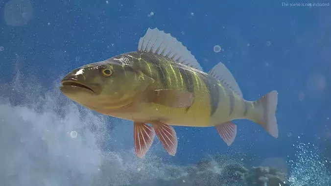 Yellow Perch Fish Rigged for Maya 3D model 3
