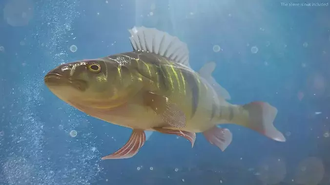 Yellow Perch Fish Rigged for Maya 3D model 4