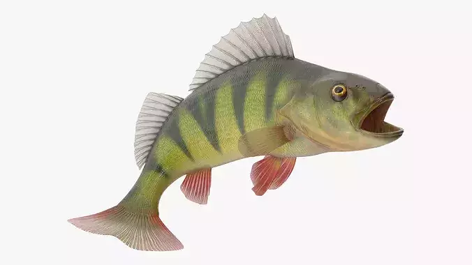 Yellow Perch Fish Rigged for Maya 3D model