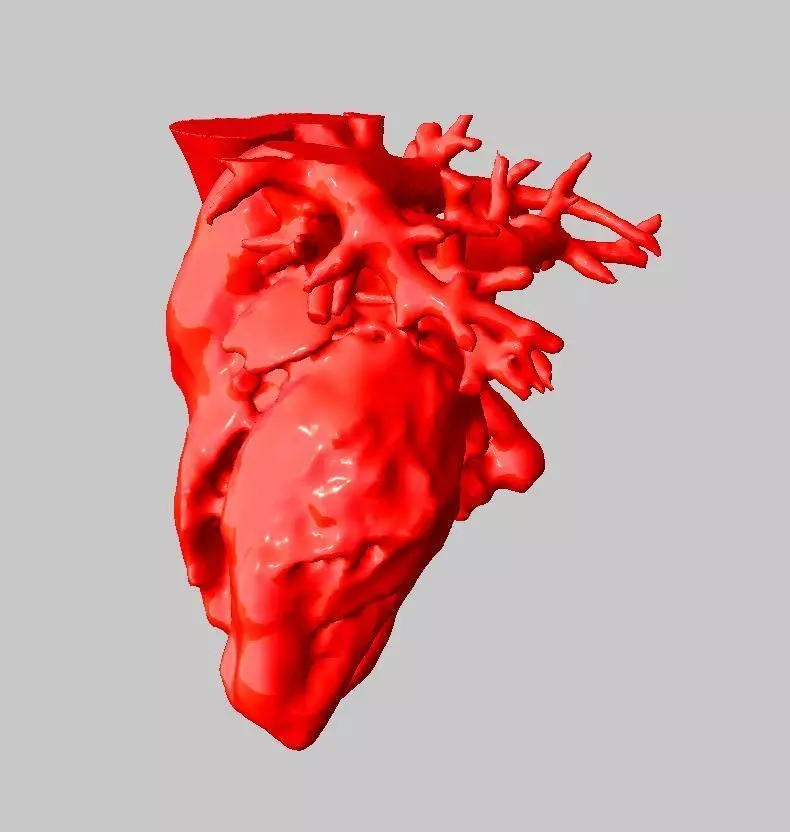 Anatomical Human Heart 3D print model