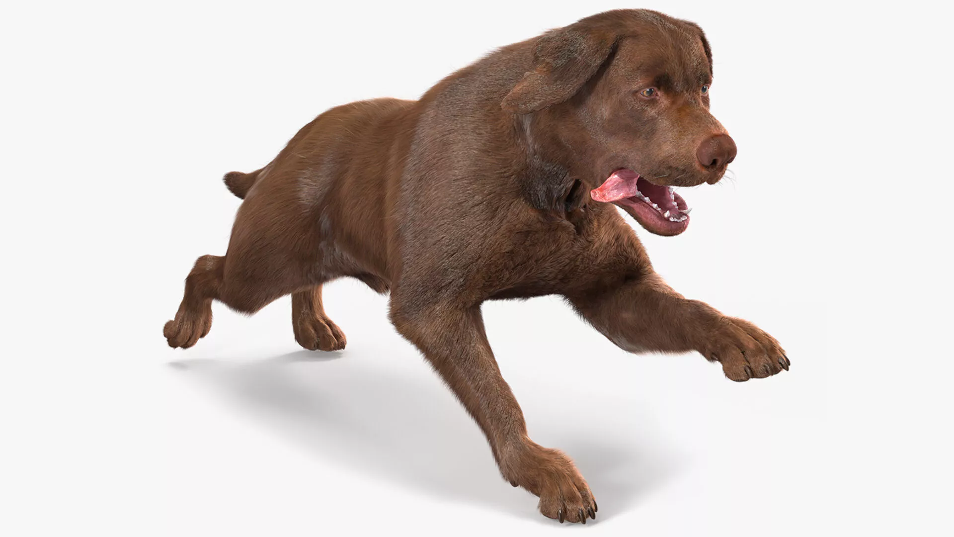 Running Brown Retriever Dog Fur Animated Rigged 3D model